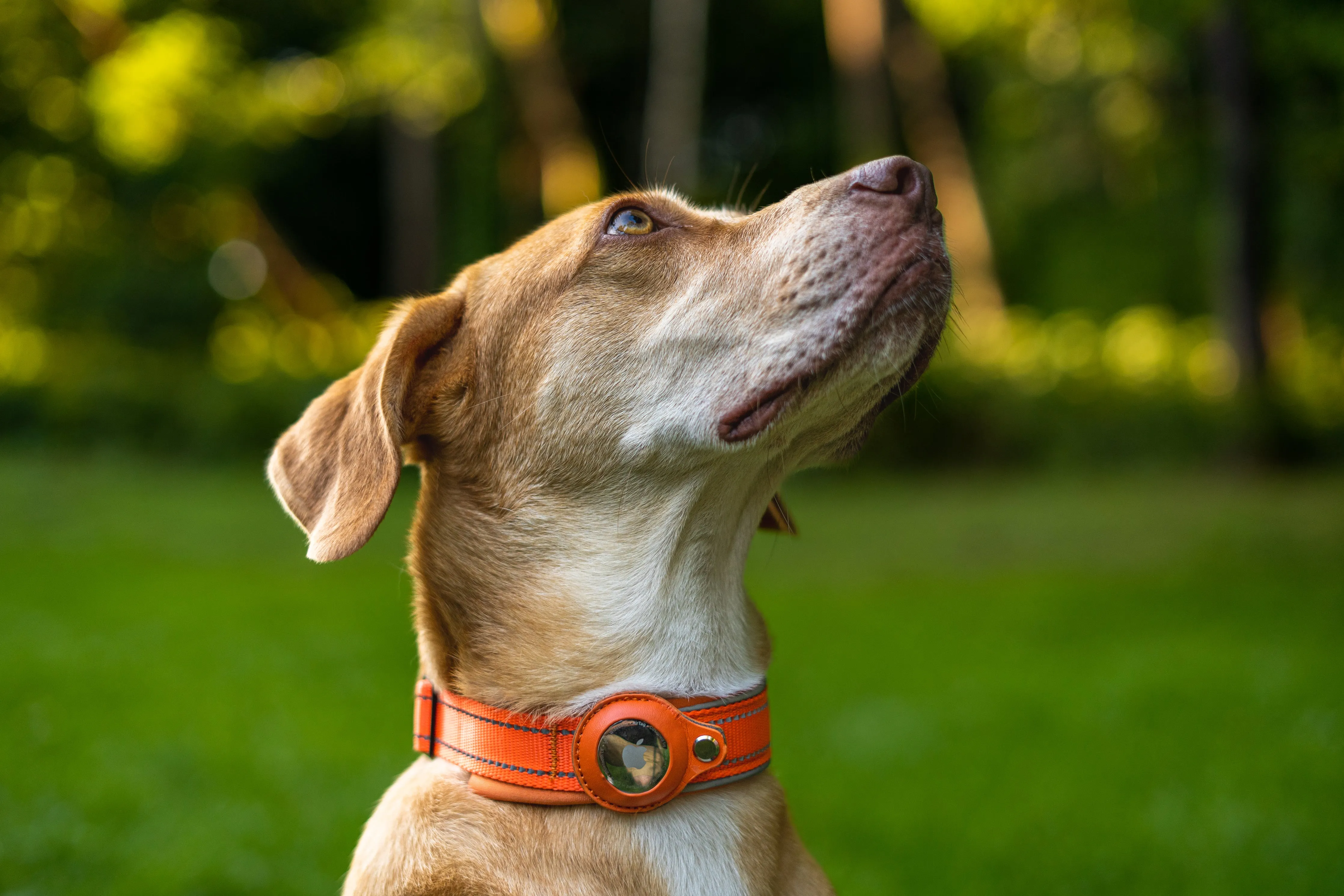 AirTag Collar - Waterproof & Quick Release Buckle