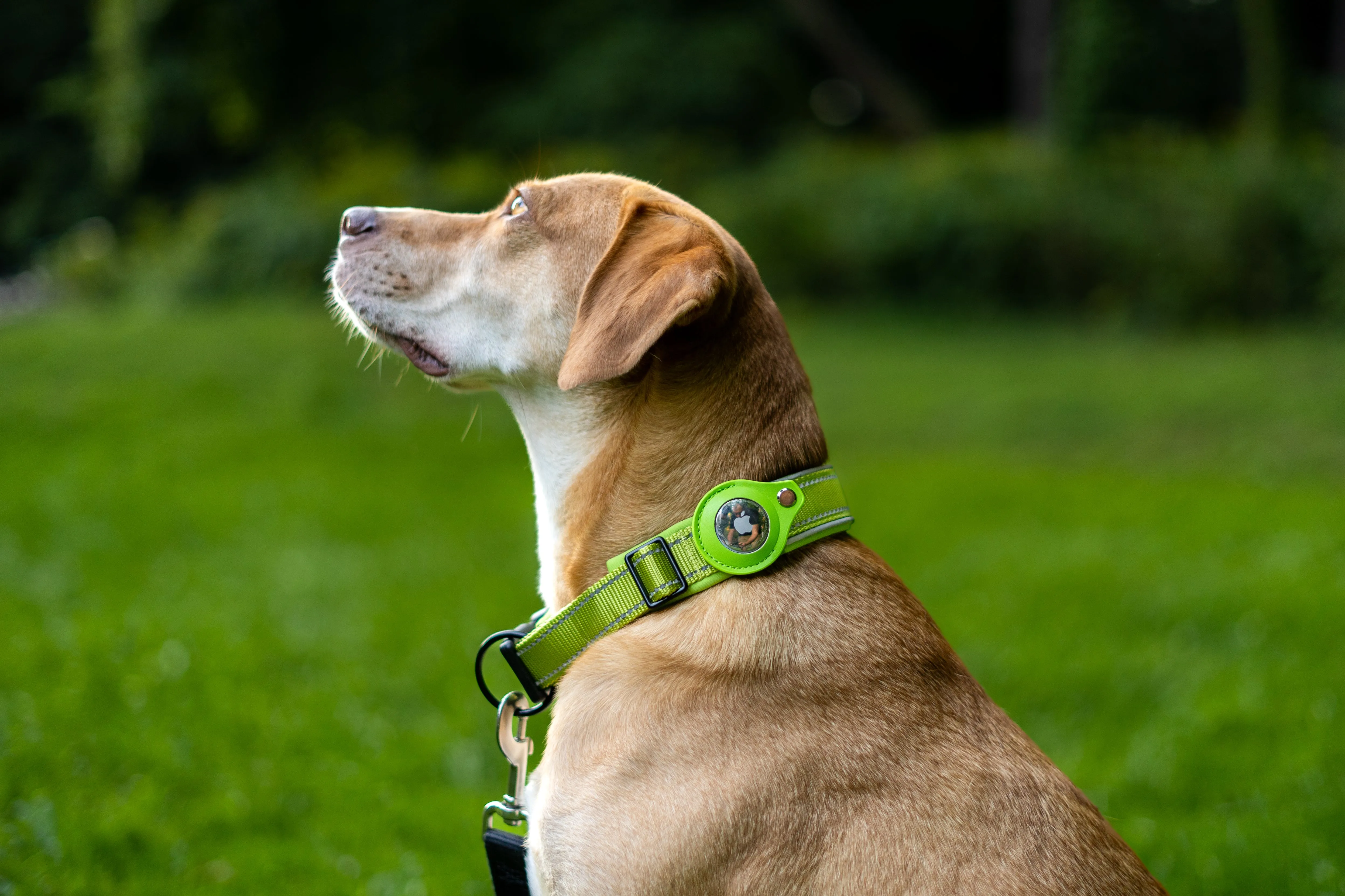 AirTag Collar - Waterproof & Quick Release Buckle