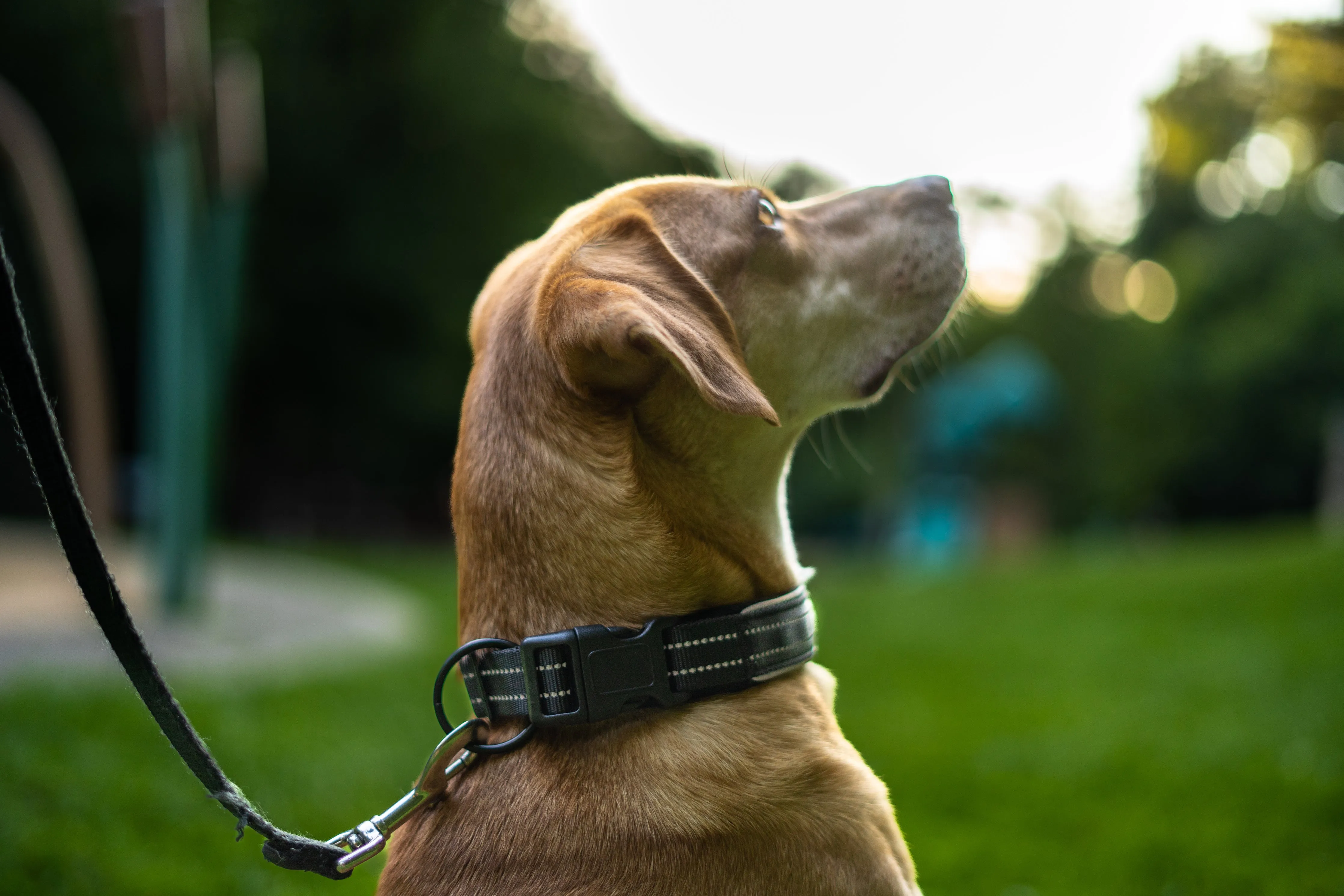 AirTag Collar - Waterproof & Quick Release Buckle