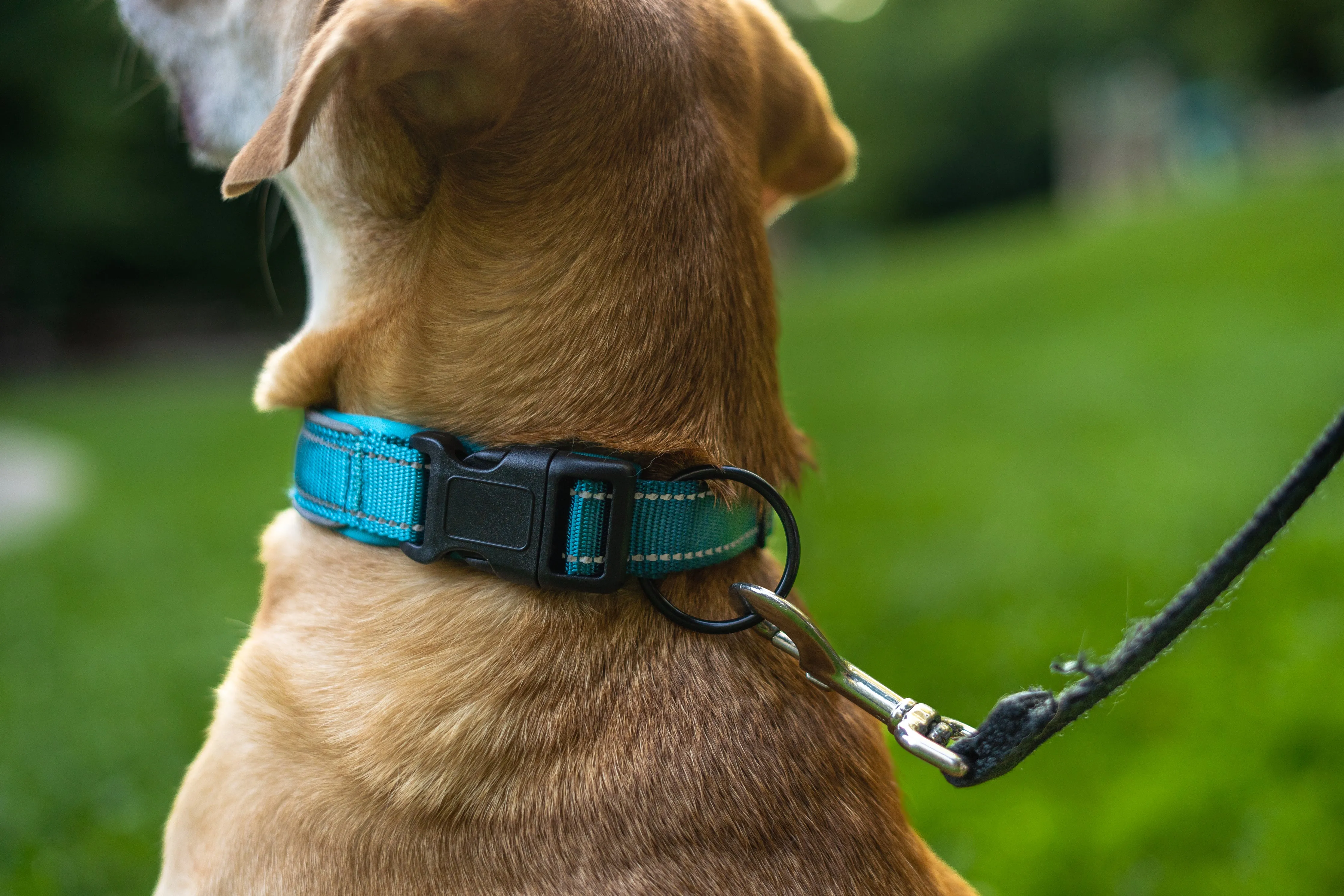 AirTag Collar - Waterproof & Quick Release Buckle