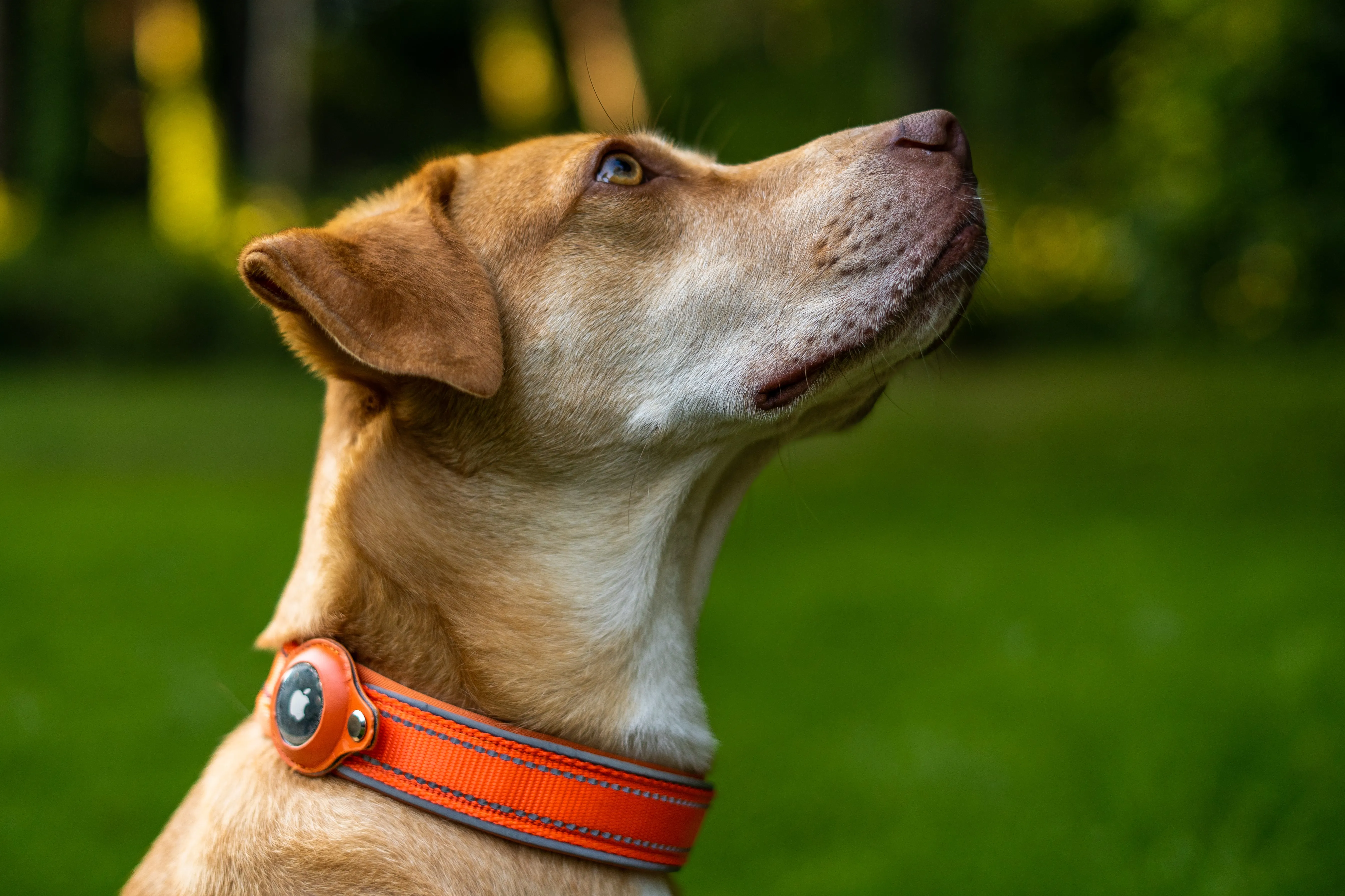 AirTag Collar - Waterproof & Quick Release Buckle