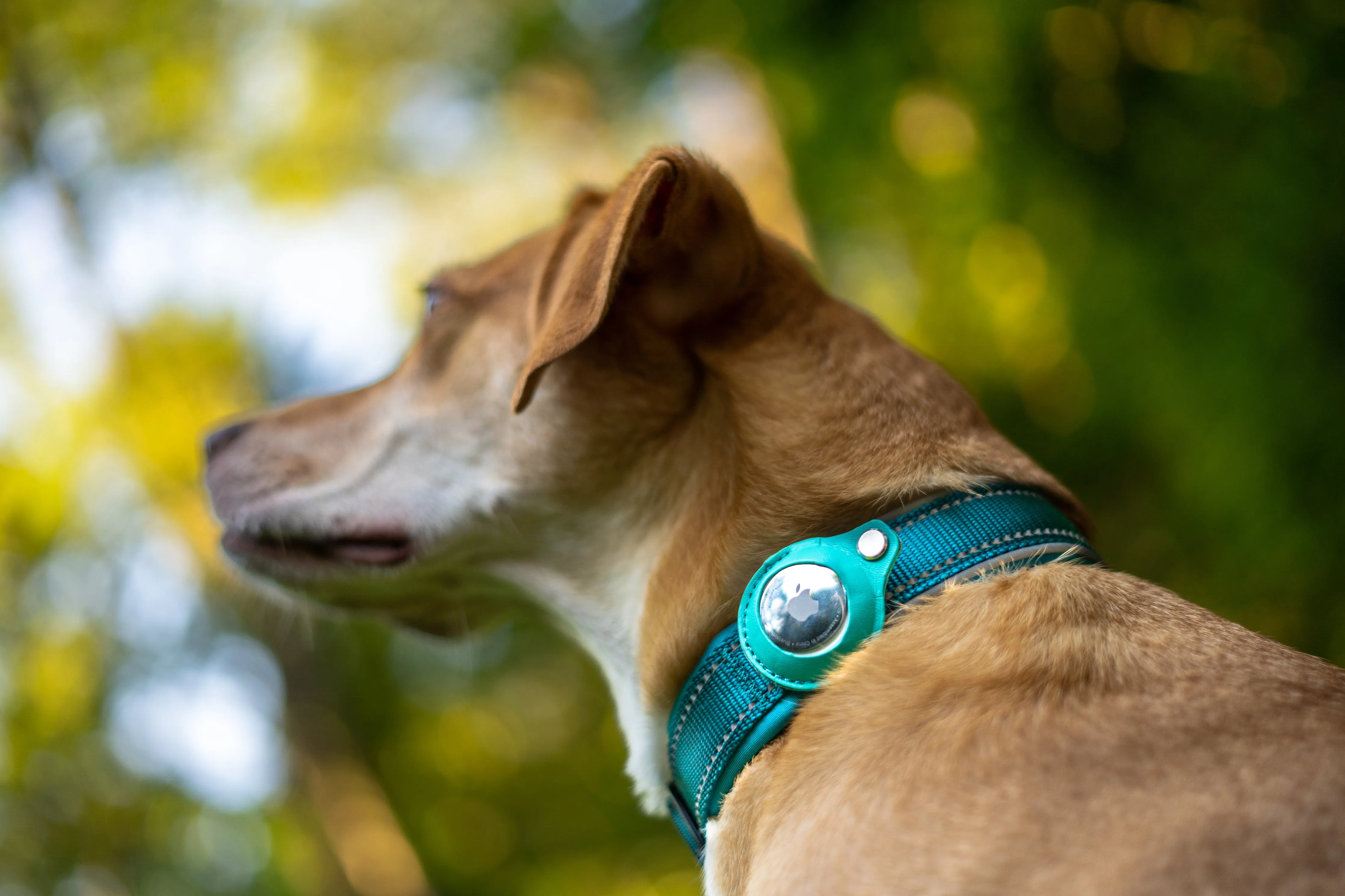 AirTag Collar - Waterproof & Quick Release Buckle