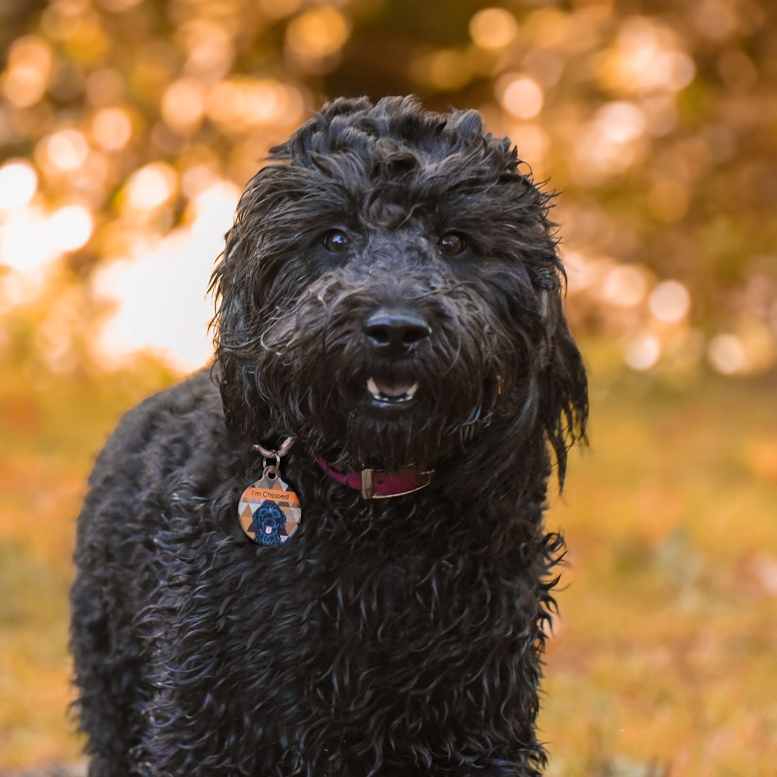 Dog Tag Personalised - Autumn Harlequin