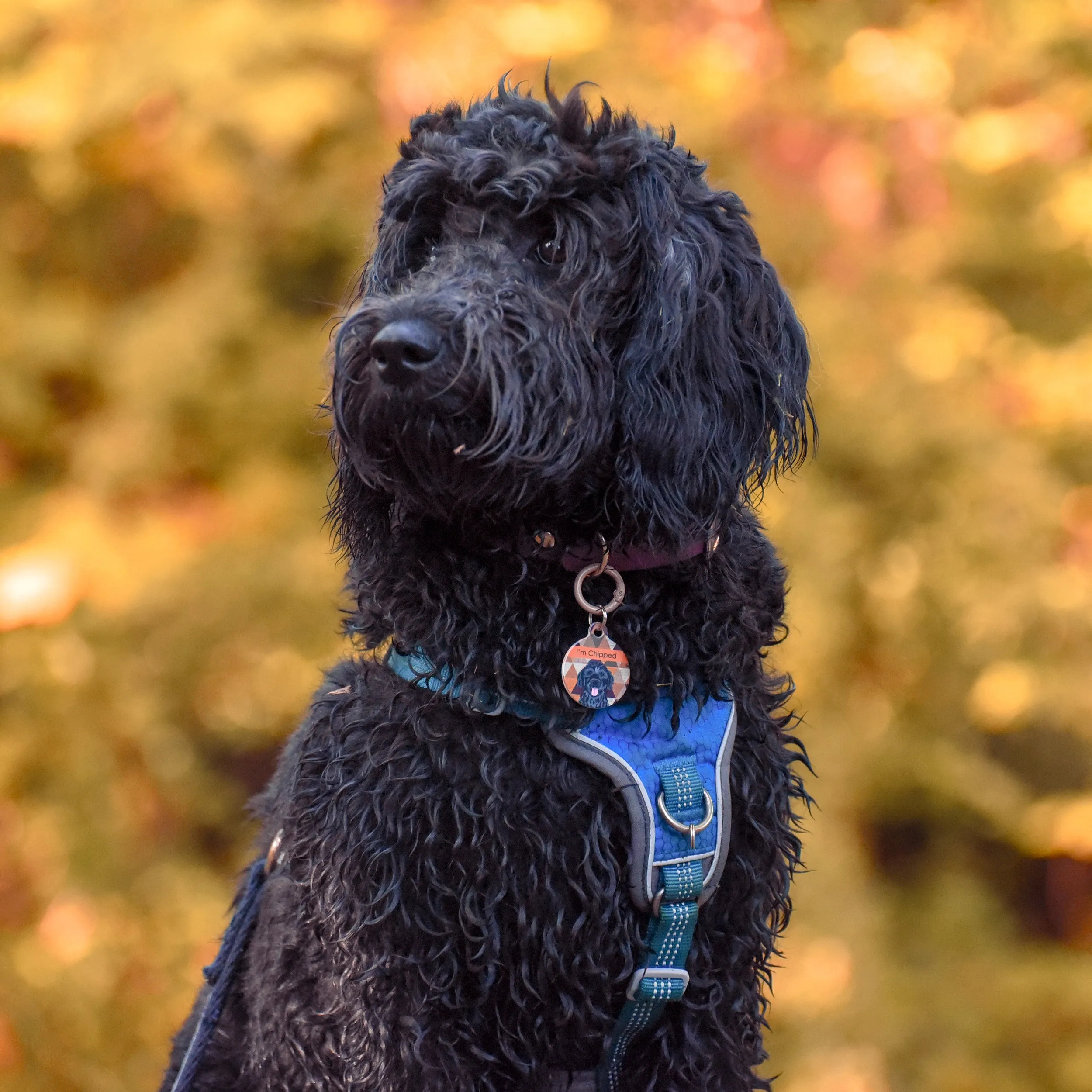 Dog Tag Personalised - Autumn Harlequin