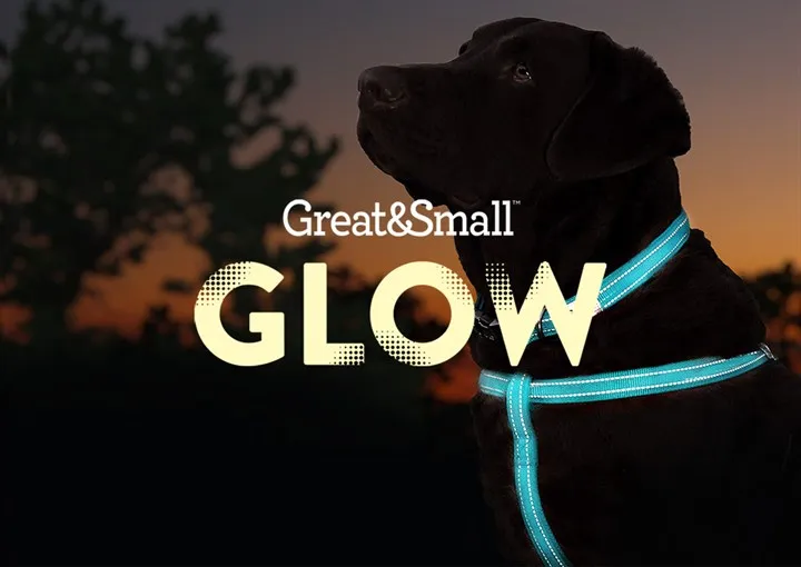 Glow LED Rechargeable Dog Collars