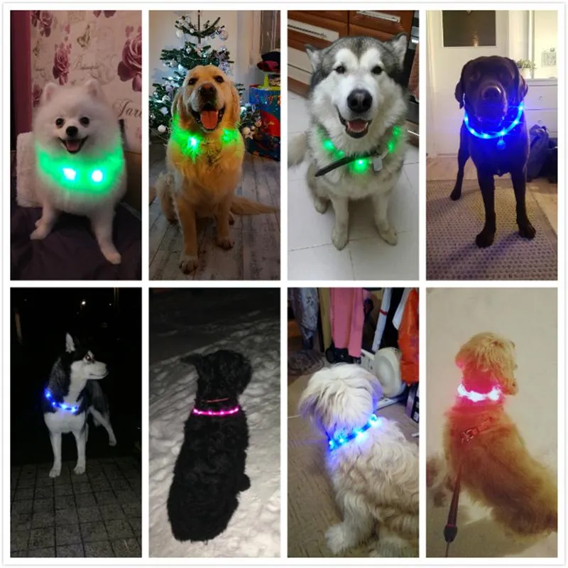 LED Lighted Collars to Keep Pets SAFE at Night!  Rechargeable *