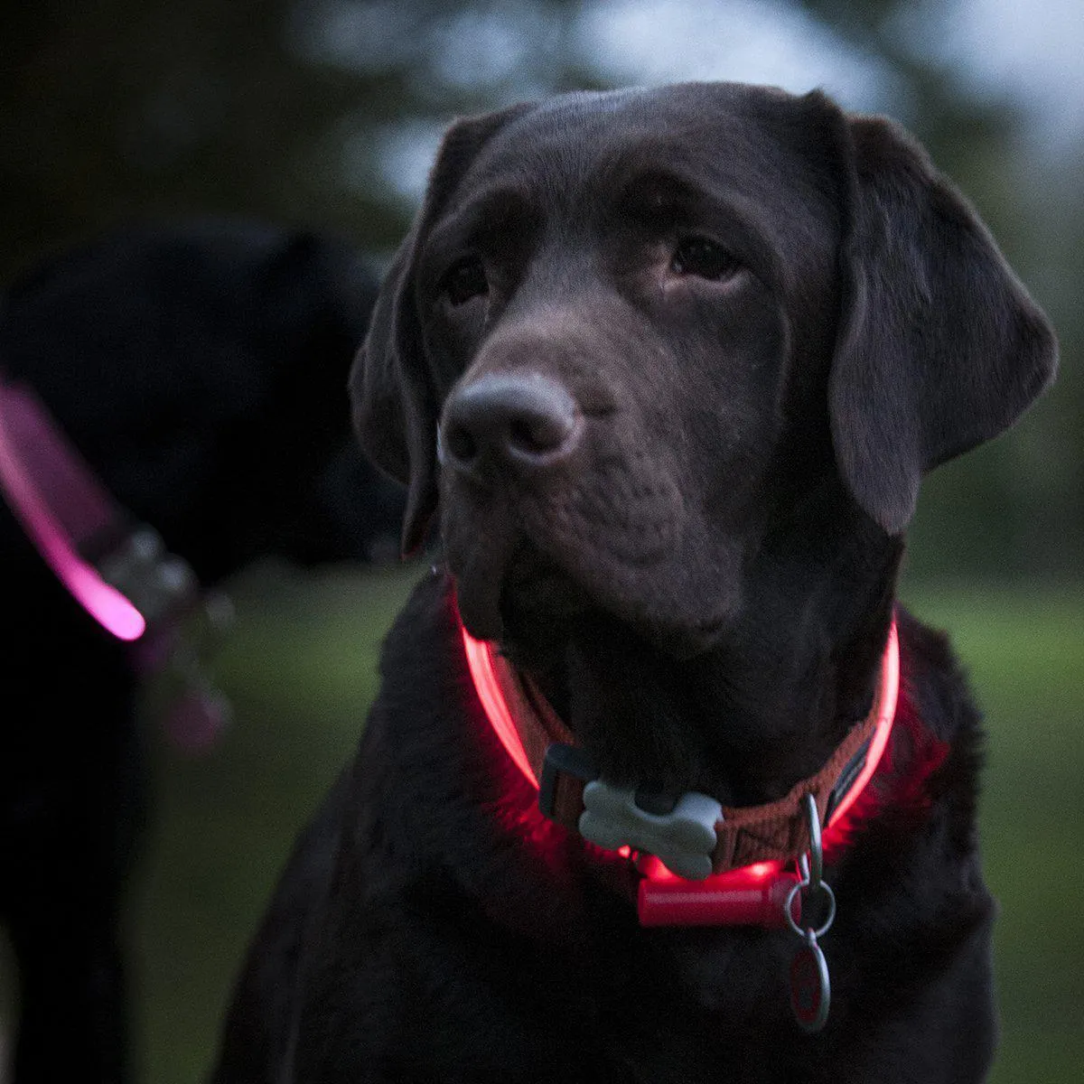 Lumitube Illuminated Safety Dog Collar Bright Red