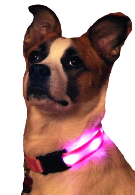 Nite Beams LED USB Rechargeable Dog Collar