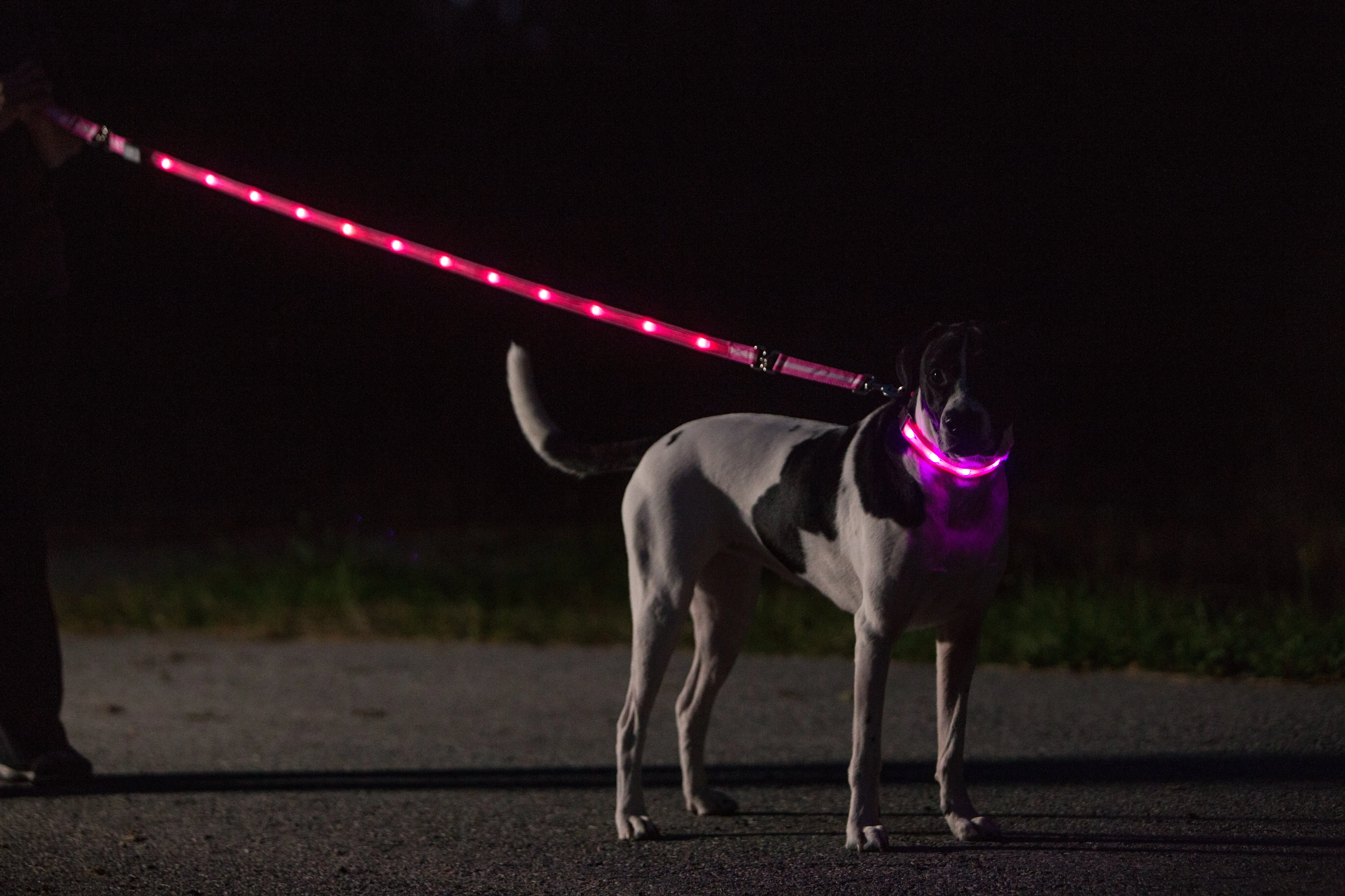 Nite Beams LED USB Rechargeable Dog Collar