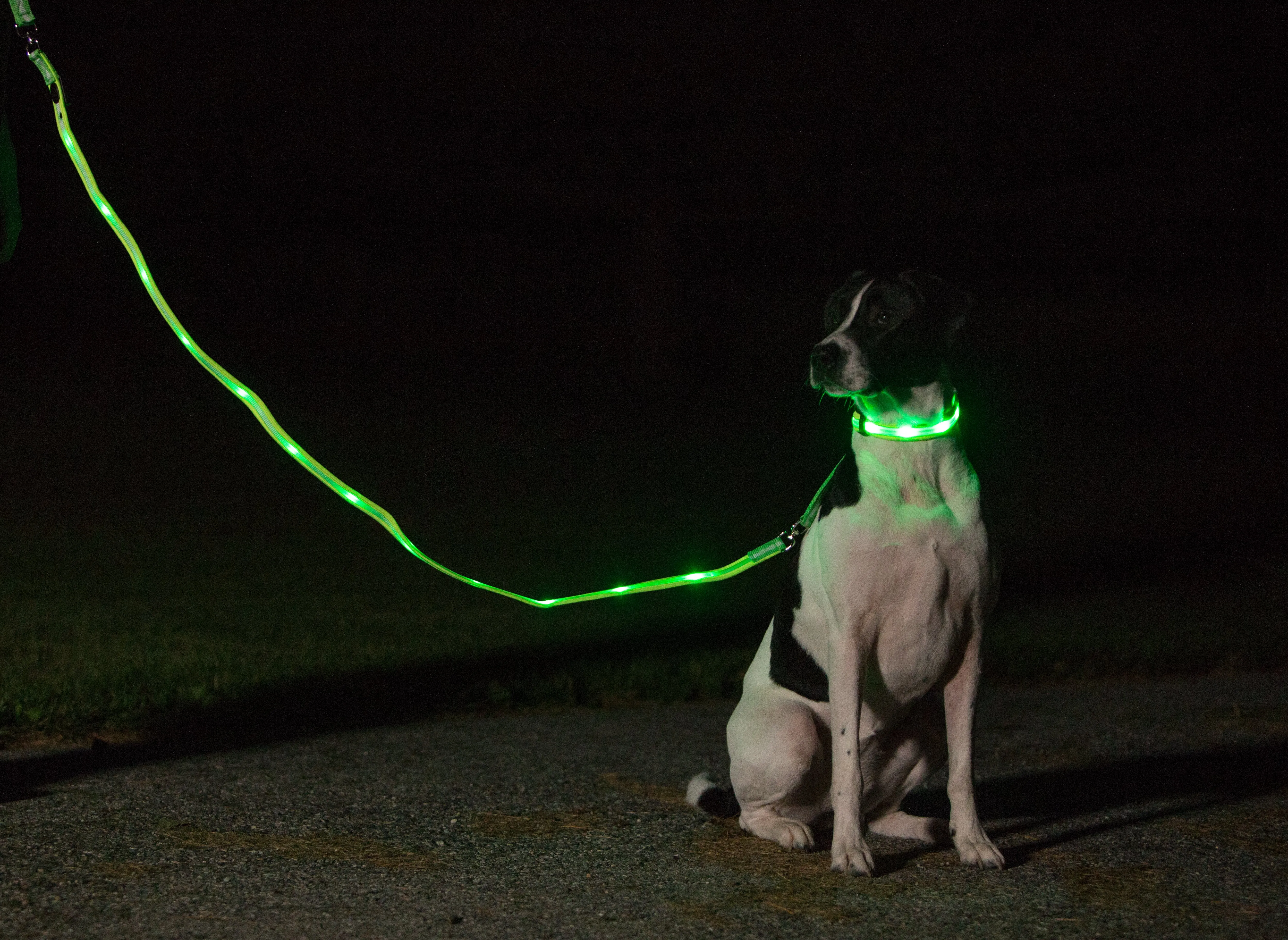 Nite Beams LED USB Rechargeable Dog Collar