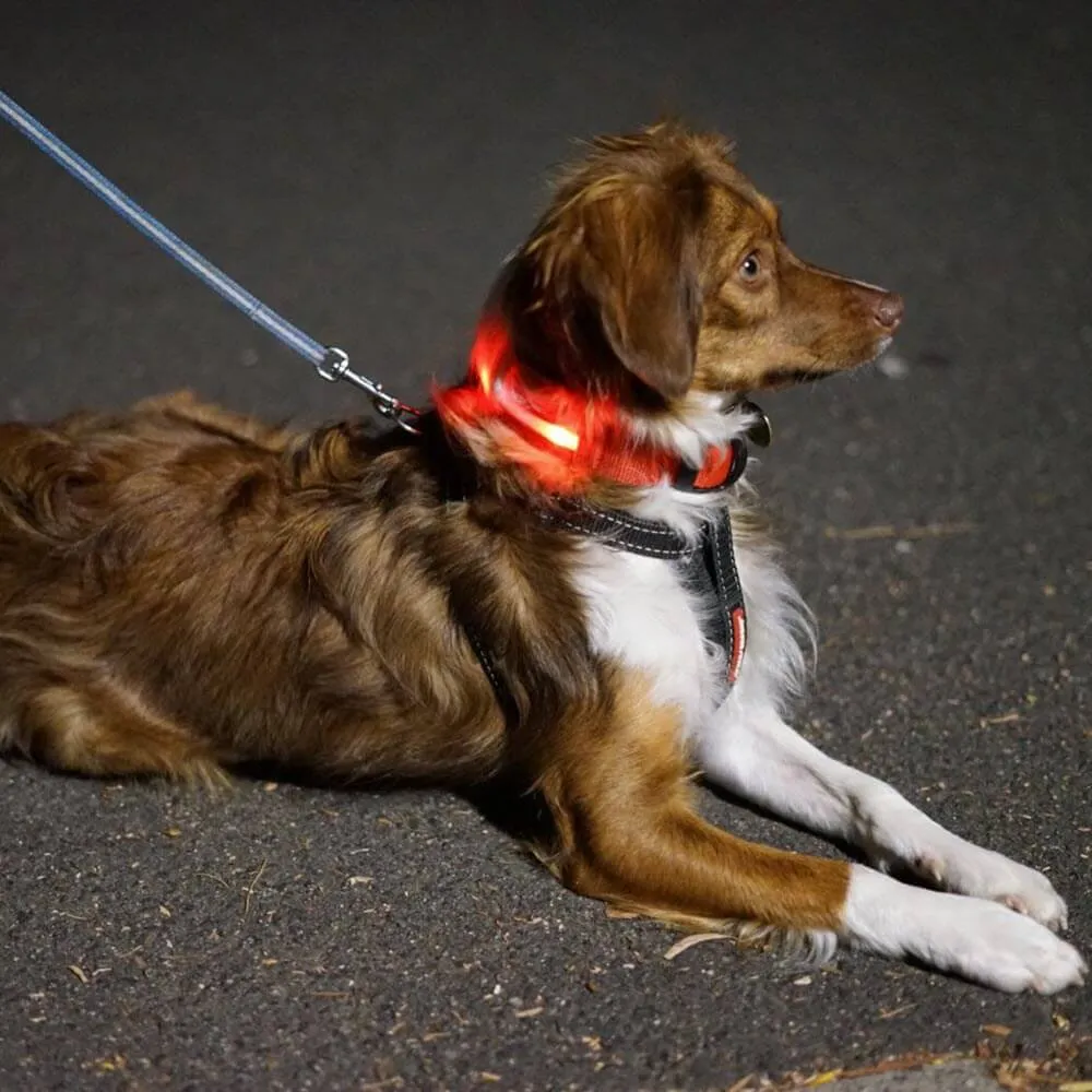 Rechargeable Light Up Dog Collar by Glimmer Gear