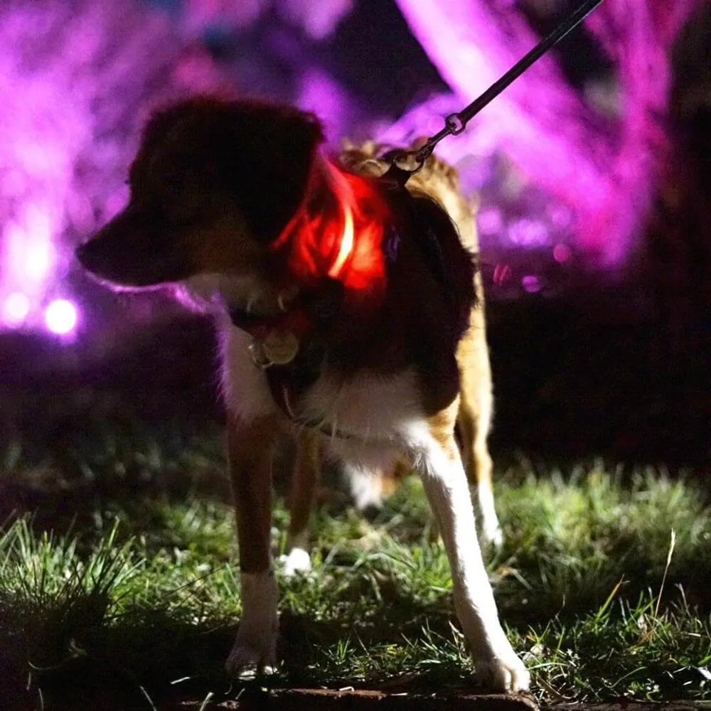 Rechargeable Light Up Dog Collar by Glimmer Gear