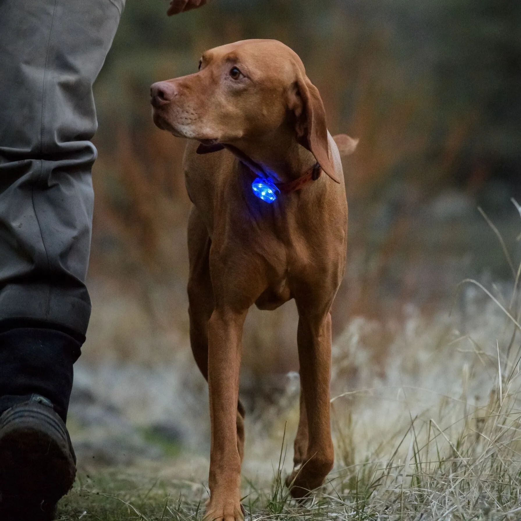 Ruffwear Beacon - Waterproof & Rechargeable Dog Safety Light by Ruffwear