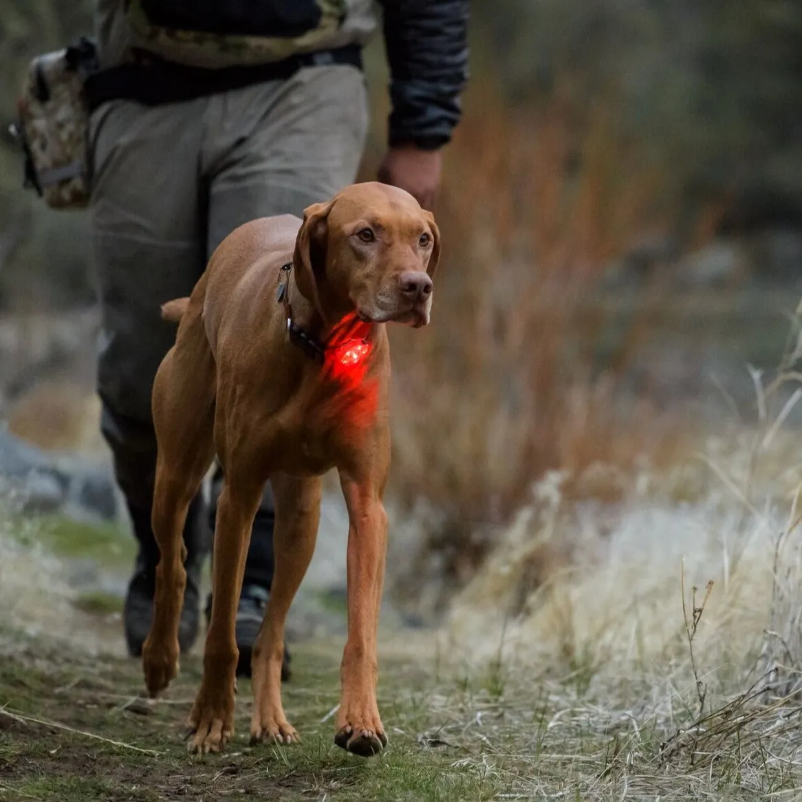 Ruffwear Beacon - Waterproof & Rechargeable Dog Safety Light by Ruffwear